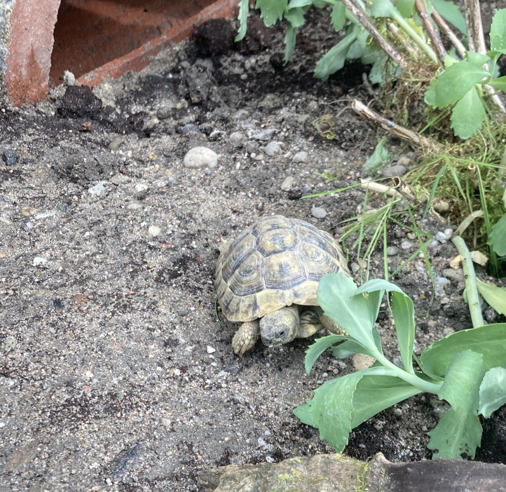 Griechische Landschildkröte