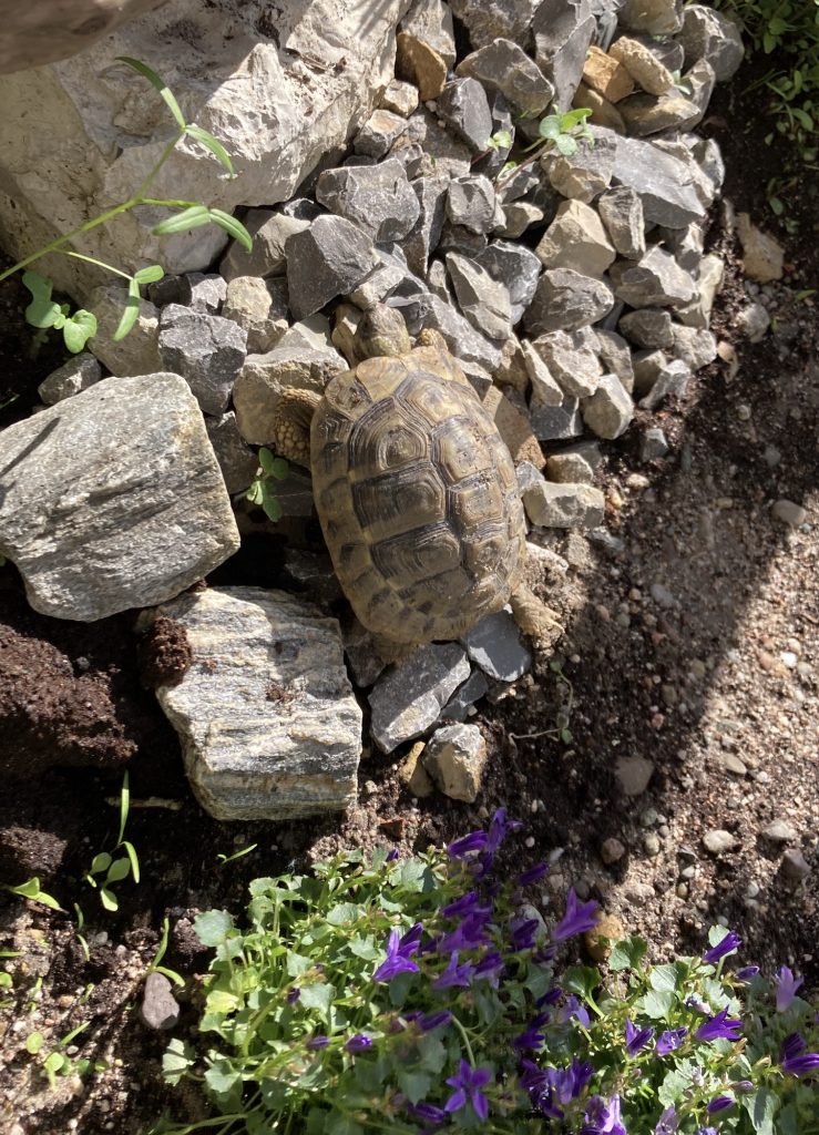 Griechische Landschildkröte