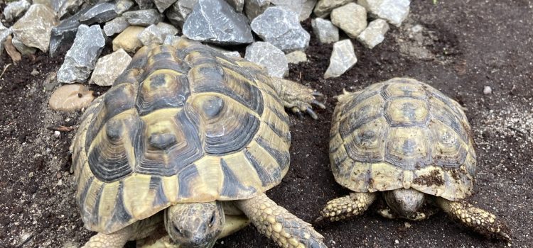 Griechische Landschildkröten