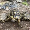 So sehen gesunde Schildkröten aus