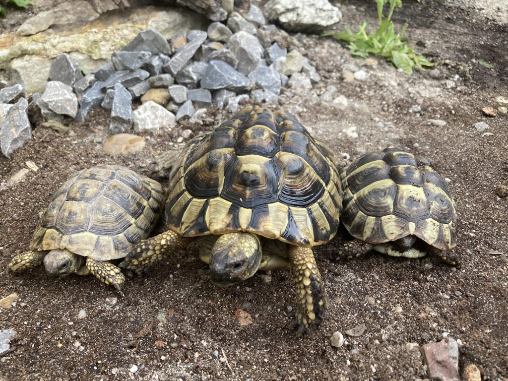 Griechische Landschildkröten