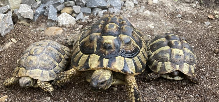 Griechische Landschildkröten