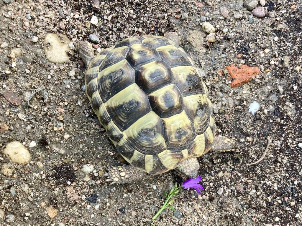 Griechische Landschildkröte